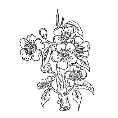 Şeftali çiçeği ve kiraz çiçeği seti. Sakura vektör seti. İzole ve altın çiçek. Serbest el Sakura çiçek vektörü seti..