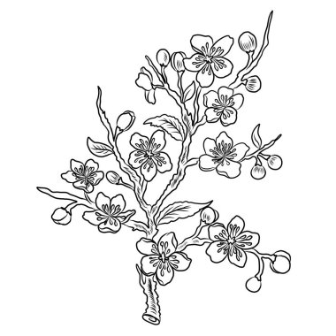 Serbest el Sakura çiçek vektörü seti, Güzel çizgi sanatı Şeftali çiçekleri beyaz arkaplanda izole edildi. Kiraz çiçeği illüstrasyon seti. Kartları birleştirmek ya da arkaplanda yazdırmak için unsur..