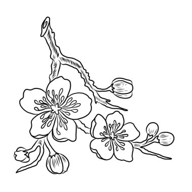 Serbest el Sakura çiçek vektörü seti, Güzel çizgi sanatı Şeftali çiçekleri beyaz arkaplanda izole edildi. Kiraz çiçeği illüstrasyon seti. Kartları birleştirmek ya da arkaplanda yazdırmak için unsur..