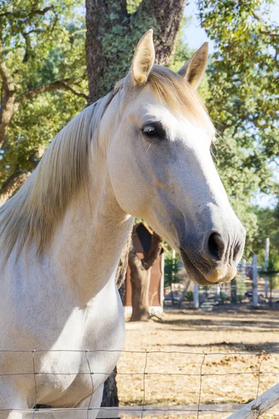 Retrato Cavalo Branco Uma Fazenda Dia Sol — Fotografia de Stock