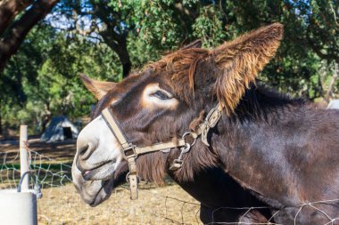 Kahverengi Katalan eşeği bej bir dizginle Bir çiftlikte kulaklarında uzun saçlarla
