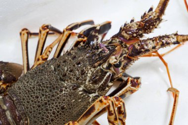 Live spiny lobster close up on a white background