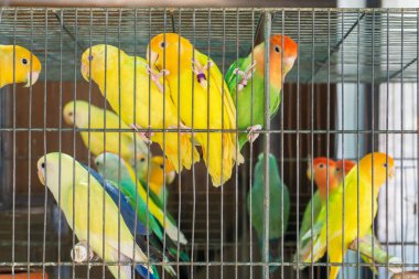 Little colorful parrots in a cage close up
