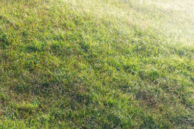 Green grass lawn with dew drops in the first sunlight background