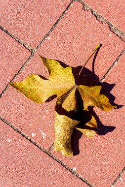Platan 'ın kuru sarı yaprağı güneşli bir günde parkta pistte yatıyor.