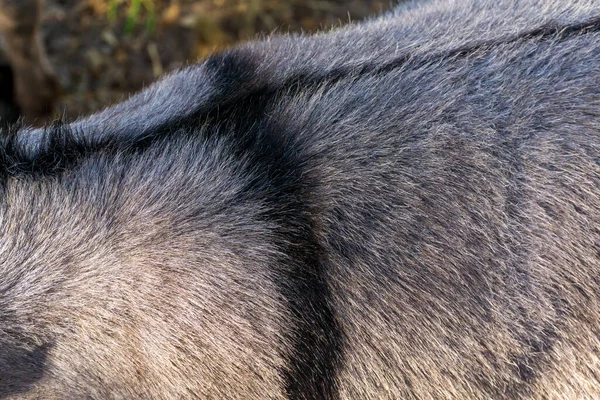 Black stripe on gray back of donkey close up