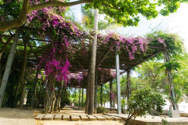 Lizbon 'daki Uluslar Parkı' nın seti, pembe begonvil çiçeklerle kaplıydı.