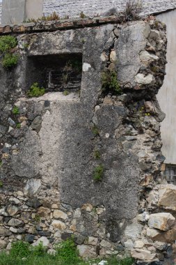 Eski gri duvarın kalıntıları çatlaklardan filizlenen bitkilerle birlikte.