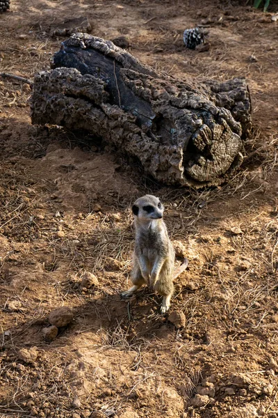 Ένα Κοντινό Πλάνο Του Ενήλικου Meerkat Παρακολουθεί Την Περιοχή Του — Φωτογραφία Αρχείου