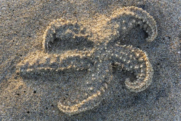 Зоряну Рибу Кинули Пляж Після Шторму Крупним Планом — стокове фото