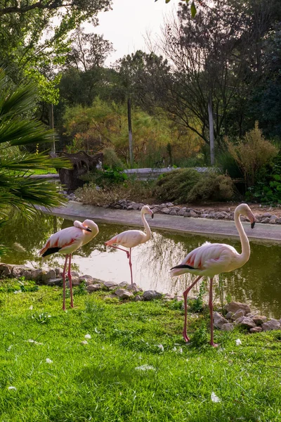 Egy Csomag Rózsaszín Flamingó Közeledik Tóhoz Badoca Szafari Parkban — Stock Fotó
