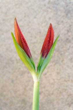 Huge bright buds of red lily flower Amaryllis in the garden with water drops close up