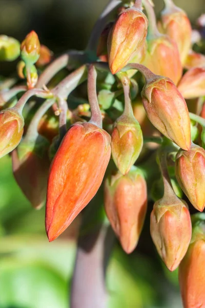 Bright orange buds of blooming succulent close up