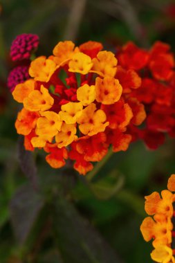 Orange-red inflorescences of the lantana flower in the garden close up