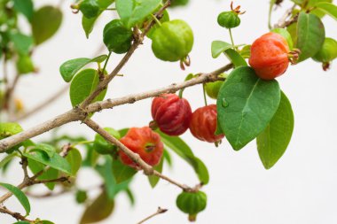 Ripening fruits of Surinam Cherry, Pitanga, Brazilian Cherry, Eugenia uniflora on a branch in the garden clipart