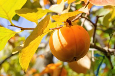 Ripe persimmons harvest on a branch on a sunny day