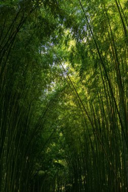 Güneşli bir günde açık yeşil yapraklı bambu koruluğu