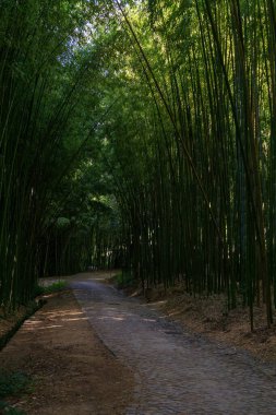 Güneşli bir günde açık yeşil yapraklı bambu koruluğu