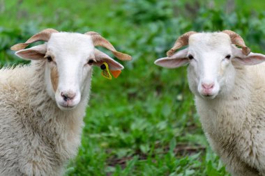 Two white sheep on a blurred green background looks into the frame