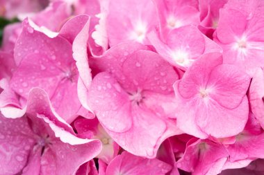 Pink and lilac hydrangea inflorescence in raindrops background close up