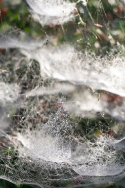 Complex tiered web on a bush with red berries close up
