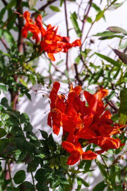 Bright red-orange Tecomaria flowers on a shrub with green leaves close up