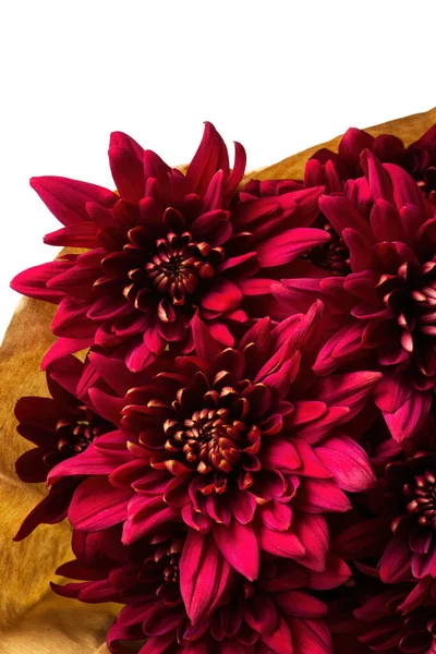 Burgundy chrysanthemum flowers bouquet on a white background close up