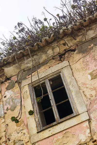 Bottom view of an empty dark window of an old abandoned house with succulents growing on a tiled roof