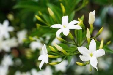 White jasmine flowers on branch close up background