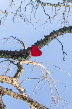 Ağaç dallarındaki kırmızı kalp berrak gökyüzüne karşı