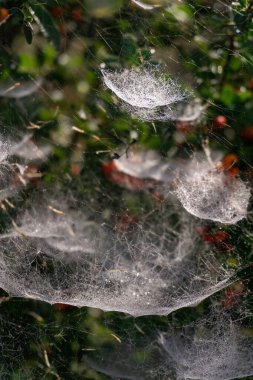 Complex tiered web on a bush with red berries close up