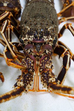 Live spiny lobster close up on a white background