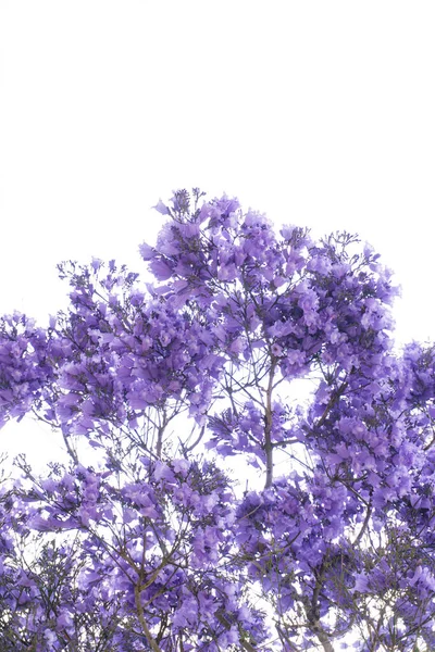 Jacaranda Tree Branches Large Purple Flowers Background — Fotografia de Stock