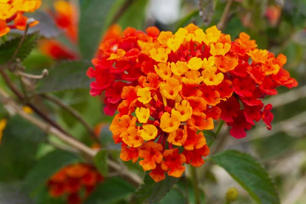Orange Red Inflorescences Lantana Flower Garden Close — Zdjęcie stockowe