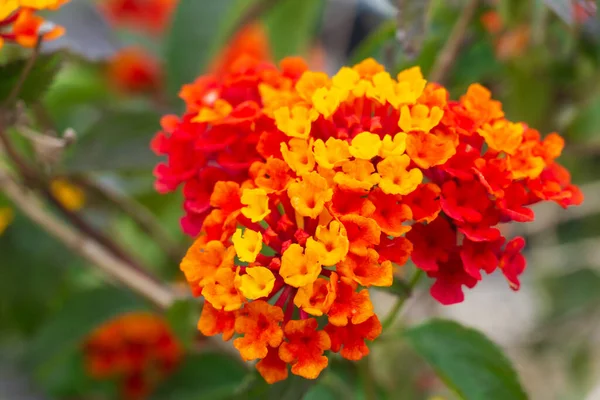 Orange Red Inflorescences Lantana Flower Garden Close — Stockfoto
