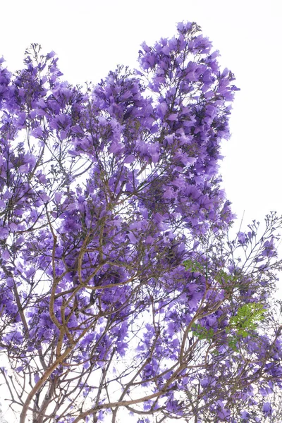 stock image Jacaranda tree branches with large purple flowers background