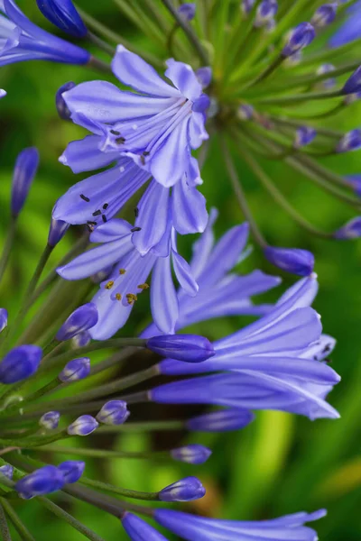 stock image Lilac inflorescences of African Agapanthus in the garden close up