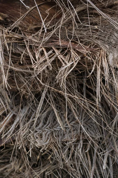 Textured Fibers Trunk Palm Tree Background Close — Φωτογραφία Αρχείου