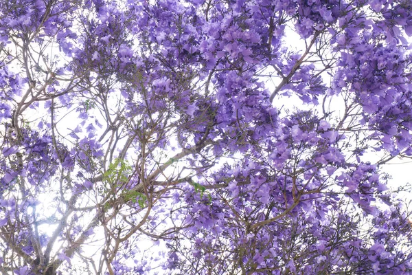 Jacaranda Tree Branches Large Purple Flowers Background — Stock Photo, Image
