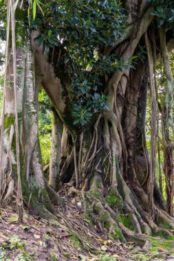 Sarmaşıklı ve havadan kökleri olan büyük bir incir ağacı.