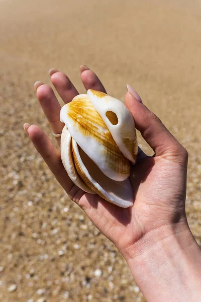 雌性手上的大型贝壳 有长长的裸体指甲 背景上有一个环状的沙子 近在咫尺 — 图库照片