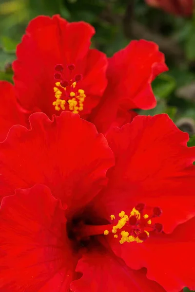 Stor Ljus Röd Hibiskus Blommor Buske Nära Håll — Stockfoto