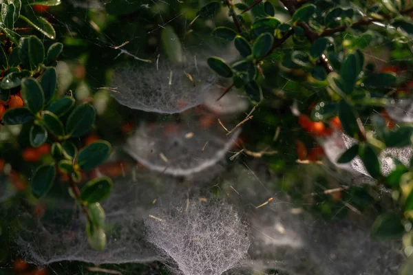Complex Tiered Web Bush Red Berries Close — Photo