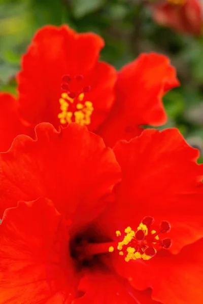 Duży Jasny Czerwony Hibiskus Kwiaty Krzaku Zbliżenie — Zdjęcie stockowe