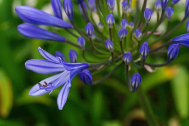 Lilac inflorescences of African Agapanthus in the garden close up