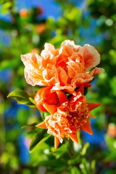 Filialer Ett Blommande Granatäpple Med Vita Orange Blommor Solig Dag — Stockfoto