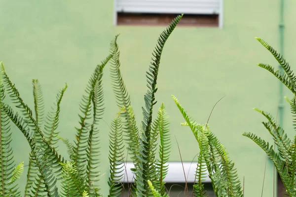 Fern growing in front of the green wall of the building background