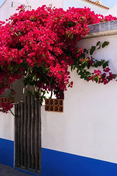 Большой Ярко Розовый Цветок Бугаинвиллеи Белой Стены Деревянными Воротами — стоковое фото