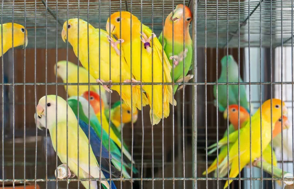 Małe Kolorowe Papugi Klatce Bliska — Zdjęcie stockowe