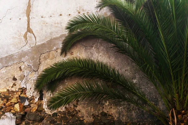 Palm branches against a dilapidated wall of an old building background